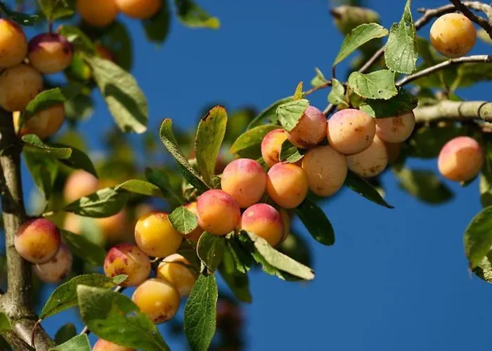Prázdninový dům La Petite Lorraine *